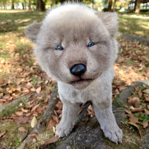 生後20日 オオカミ 赤ちゃん 仔 狼 ぬいぐるみ 布製 アート 生後20日 オオカミ 赤ちゃん 仔 狼 ぬいぐるみ 布製 アート