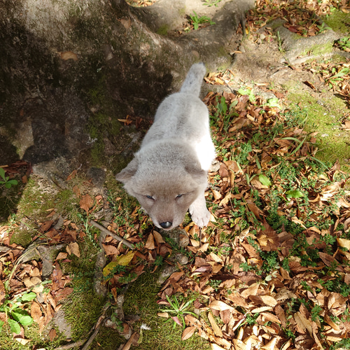生後20日 オオカミ 赤ちゃん 仔 狼 ぬいぐるみ 布製 アートドール