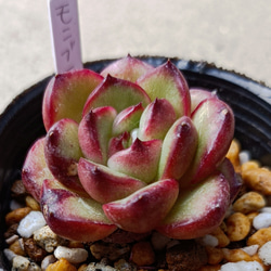 ✨ローズアイスプラム✨ ランダム配送 カット苗 寄せ植え 多肉植物 ✨ローズアイスプラム✨ ランダム配送 カット苗 寄せ植え 多肉植物