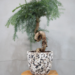 アロカリア　ナンヨウスギ　鉢植え　2本立　美樹形 アローカリア ナンヨウスギ 7号鉢 観葉植物 : 日本ライン花木センター