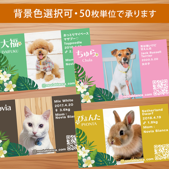 【受注後制作】背景色を選べる ペット名刺 50枚 プルメリア no.01 1枚目の画像