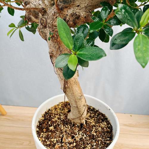 ガジュマル　斑入り2種　フィカス　観葉植物　インテリア PLANCHU 観葉植物 ガジュマル2種の寄せ植え 人参ガジュマル