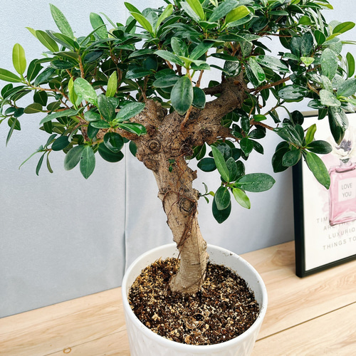 現品］【希少】2番 ガジュマル 極太 観葉植物 室内 レア ゴムの