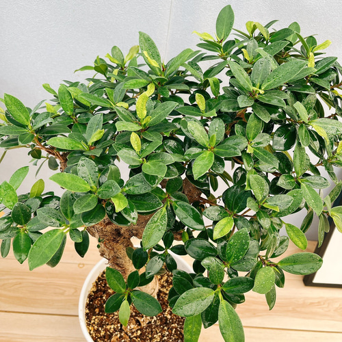 楽天市場】尖閣ガジュマル 3Dカーブ デザインポットに植えた