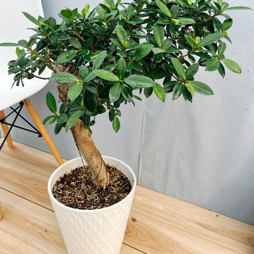 現品］【希少】2番 ガジュマル 極太 観葉植物 室内 レア ゴムの