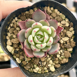 七福美尼(6-25)＊多肉植物＊抜き苗 多肉植物 ＊N＊ 通販 18697739