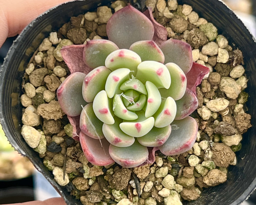 多肉植物✩.*˚七福神 抜き苗 多肉植物✩.*˚七福神 抜き苗