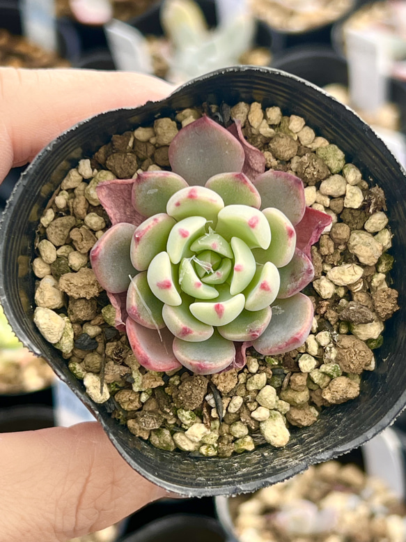 七福美尼(6-25)＊多肉植物＊抜き苗 多肉植物 ＊N＊ 通販