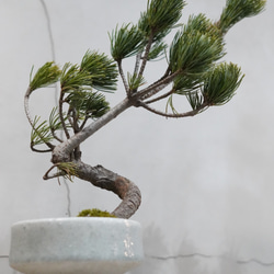 アロカリア ナンヨウスギ シマナンヨウスギ 南洋杉 観葉植物