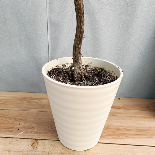 楽天市場】観葉植物 大型 カシワバゴム ゴムの木 フィカス リラータ 10