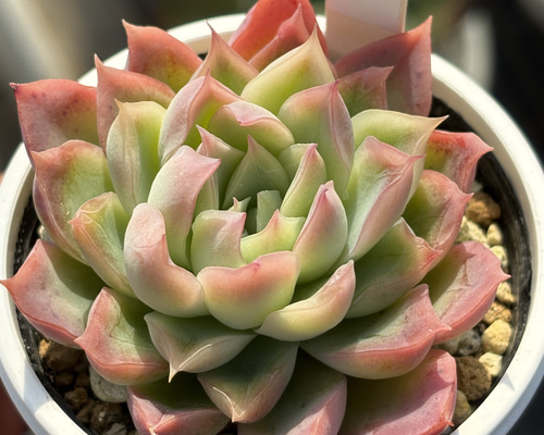 人気レア品種！☆桜子 多肉植物 自家繁殖 国産 多肉植物 美✴︎taniku