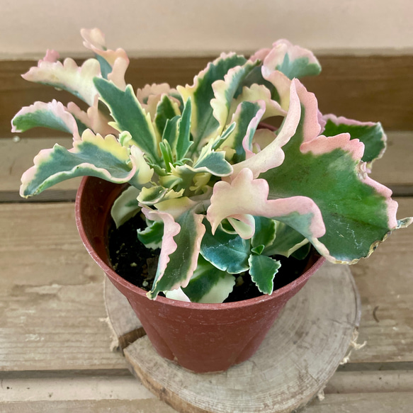 観葉植物 多肉植物 斑入りカランコエ ラキニアータ 多肉植物 plant