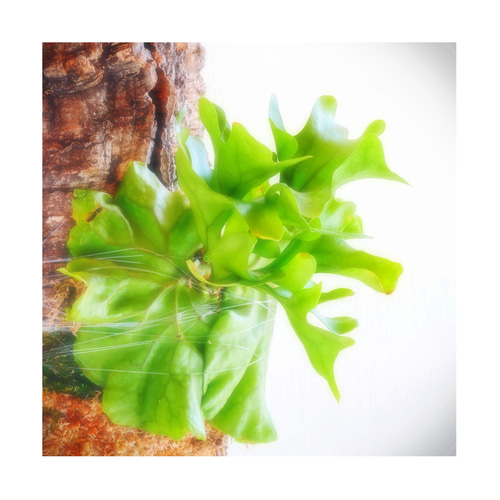 ⭕️リドレイ⭕️バージンコルク付⭕️大きめ❣️NZ産最高級水苔使用　コウモリラン ⭕️リドレイ⭕️バージンコルク付⭕️大きめ❣️NZ産最高級水苔