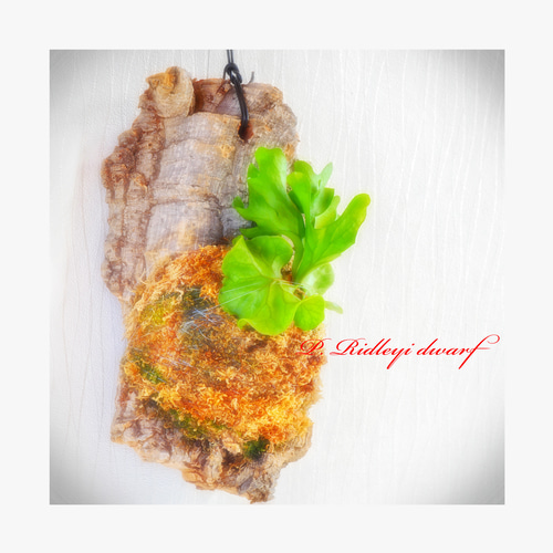 コンパクトでオシャレ❣希少種❣ビカクシダ⭕️リドレイ