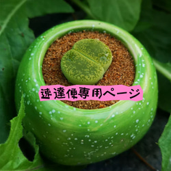 速達便付き 超可愛い 多肉植物 ドロサンテマム キラキラIce crystal 大