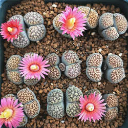 専用❤️速達付き同梱-200円多肉植物　リトープス　朝貢玉 鉢のまま 03cad4d99290a2f4bbc889f6e9b7cb