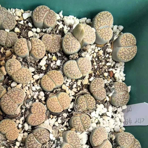 多肉植物 リトープス 朝貢玉 2頭 1.5cm以上 抜き苗 1株 多肉植物 愛