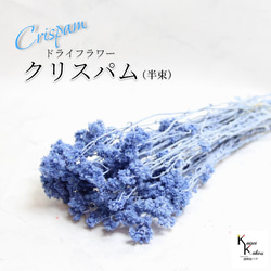 再入荷 】世界最小のバラ リトルウッズ ピンク 国産【 ドライ