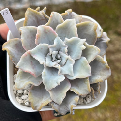 SOLD シャインブライト 厳選韓国苗 名前付き 多肉植物 〜Green〜多肉畑