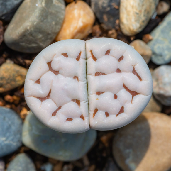 レア 多肉植物 リトープス 花紋玉系 karasmontana C225 抜き苗 1.5cm