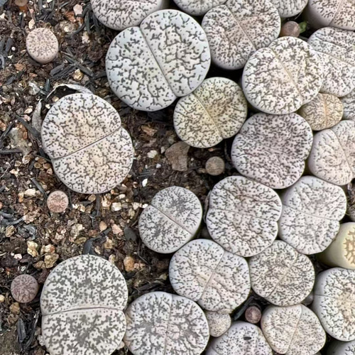 多肉植物 リトープス 白弁天玉 1.3cm 抜き苗 1株 多肉植物 愛多肉-(AI