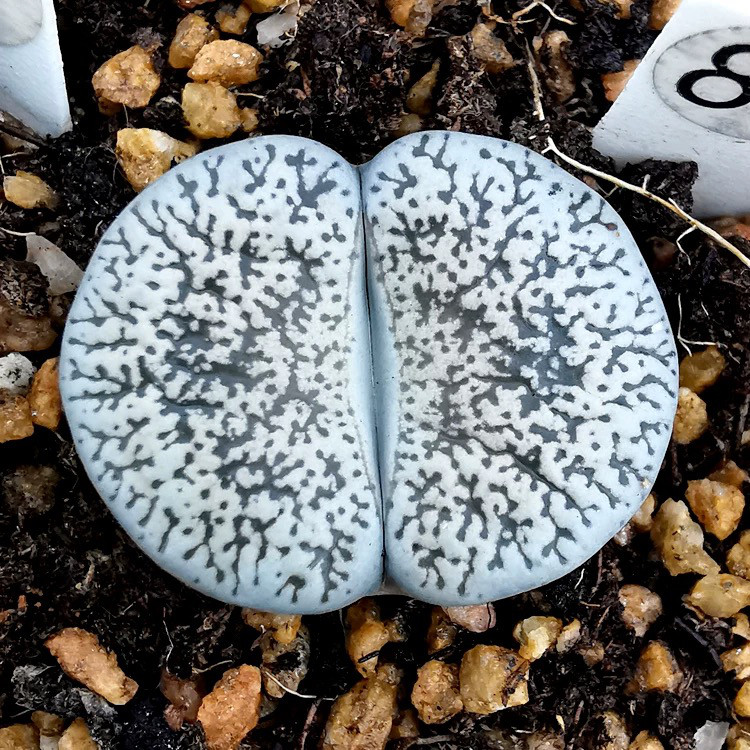 リトープス　ホワイトラビット　Lithops White Rabbit 3頭 リトープス ホワイトラビット Lithops White Rabbit 3頭