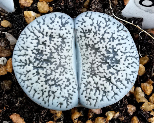 a782291bf1ccad0b632eacf06a21cc