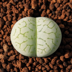 多肉植物 リトープス レア三面体 抜き苗 1株999円 1cm 多肉植物 愛多肉