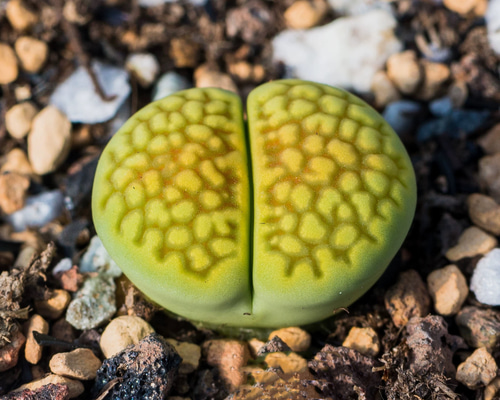 多肉植物 リトープス 黄巴里玉C111AxC56A 1.5cm 抜き苗 1株 多肉植物