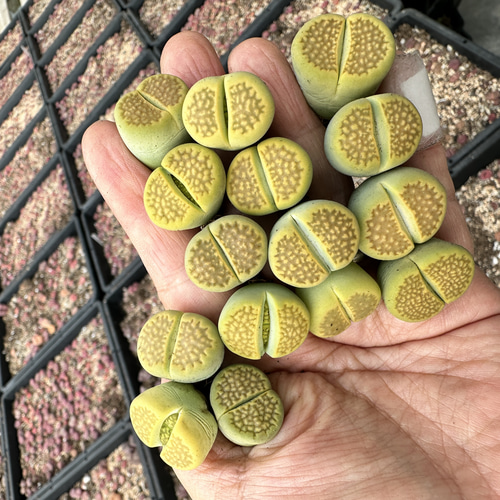 多肉植物リトープス　巴里玉　6点カラフルセット　1センチ以上　S21　匿名発送 663109c2de05d5a2de68138034e190