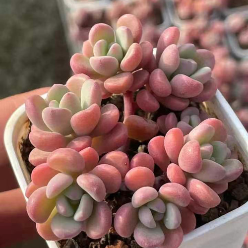 新入荷 多肉植物 エケベリア テレタビーズ 群生苗 4-5頭 抜き苗