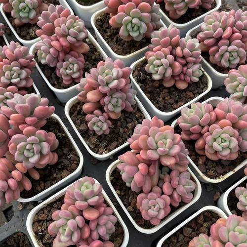 新入荷 多肉植物 エケベリア テレタビーズ 群生苗 4-5頭 抜き苗 新入荷 多肉植物 エケベリア テレタビーズ 群生苗 4-5頭 抜き苗