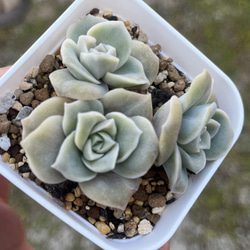 SOLD 多肉植物 寄せ植えセット カット苗 多肉植物 〜Green〜多肉 SOLD 多肉植物 寄せ植えセット カット苗 多肉植物 〜Green〜多肉