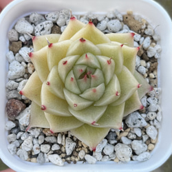 植物苗 のおすすめ人気通販 検索結果｜Creema(クリーマ) ハンドメイド 