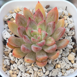 Green〜多肉畑〜の販売中作品一覧 | ハンドメイド通販・販売のCreema