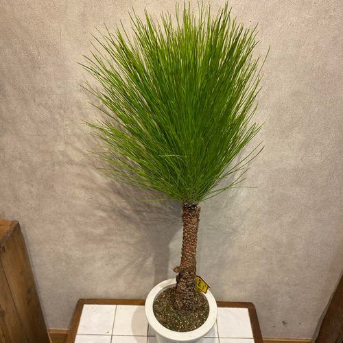 希少❗️大王松❤️ダイオウマツ❤️ダイオウショウ 6号鉢 盆栽