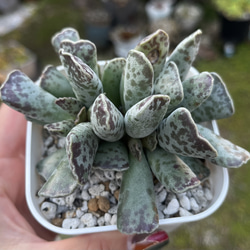 多肉植物 ♡シャインブライト♡ 韓国苗～5/13～ cb3935ef3f4c8bfbaccef0216dd298