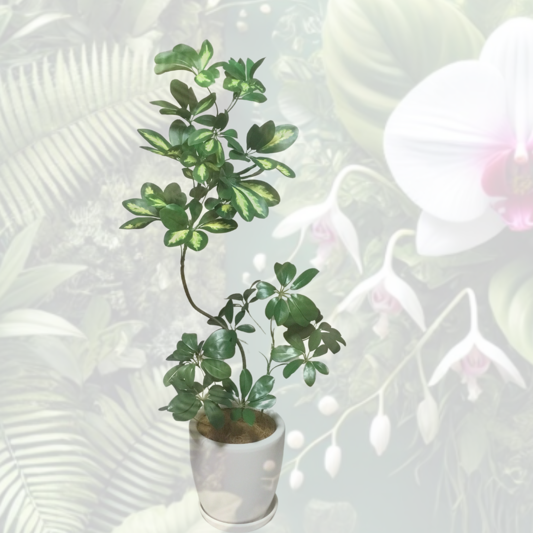 枯れない観葉「曲がり香港カポックハッピーイエロー」お部屋のランクアップに…