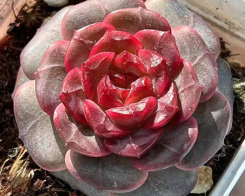 新作 多肉植物 エケベリア ロマンティックレッド 3cm 抜き苗 1株 多肉