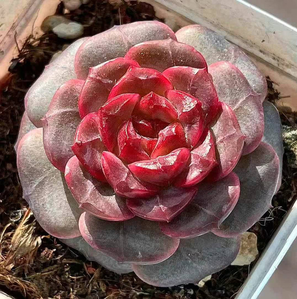 新作 多肉植物 エケベリア ロマンティックレッド 3cm 抜き苗 1株 多肉