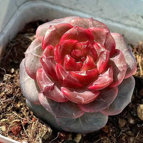 40株×レッドライト 多肉植物 エケベリア セダム アエオニウム