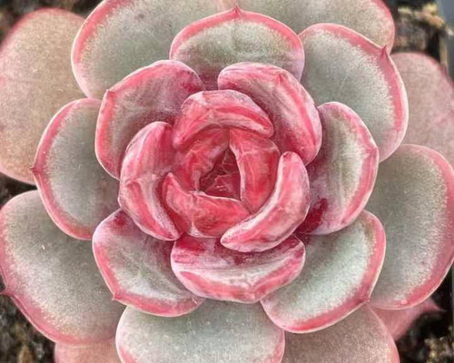 bffc05354a10ae992070e9b22ba698