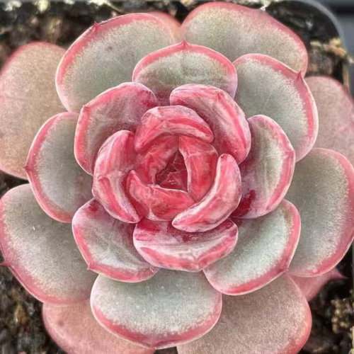 新入荷 多肉植物 エケベリア 桜フラペチーノ 5-6cm 抜き苗 1株 多肉