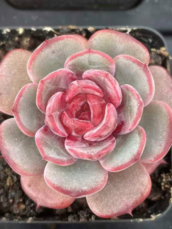 新入荷 多肉植物 エケベリア 桜フラペチーノ 5-6cm 抜き苗 1株 多肉