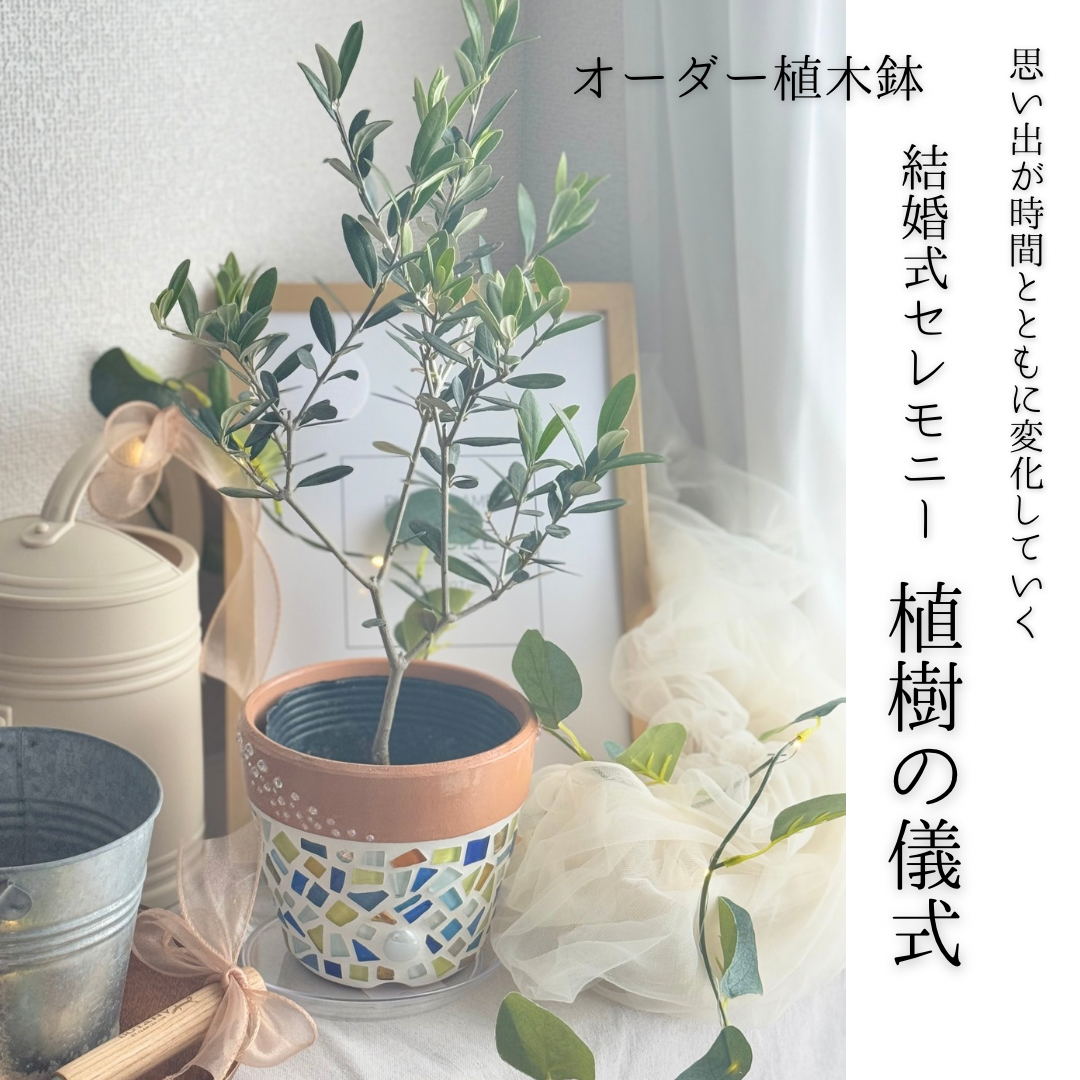 ＼思い出が時間とともに変化する／ 植樹の儀式　セレモニーオリーブ　平和の象徴　結婚式　結婚　オーダー　植木鉢　一点物