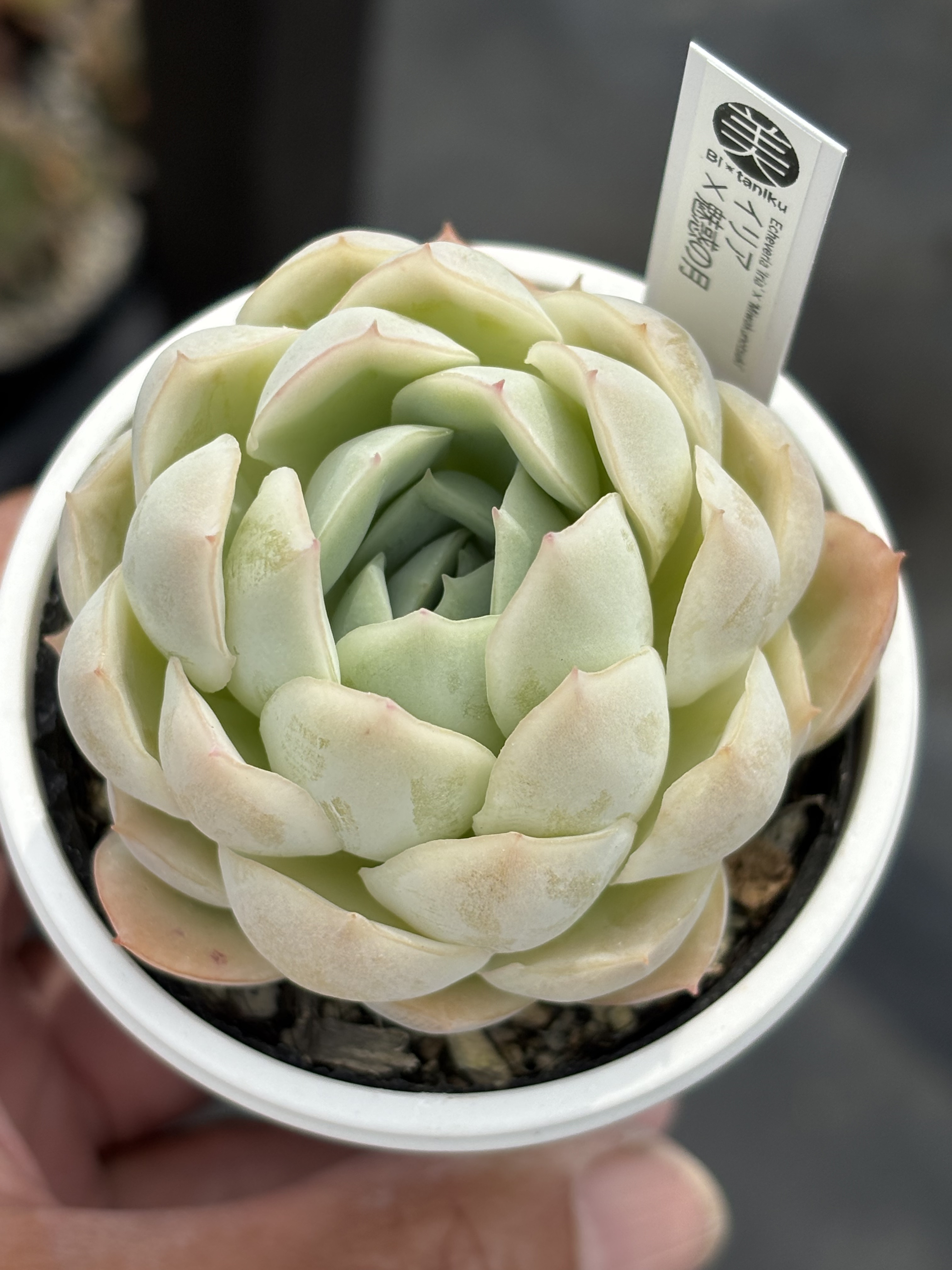 多肉植物　エケベリアセット　オリジナル交配　抜き苗 多肉植物 エケベリアセット オリジナル交配 抜き苗 - メルカリ