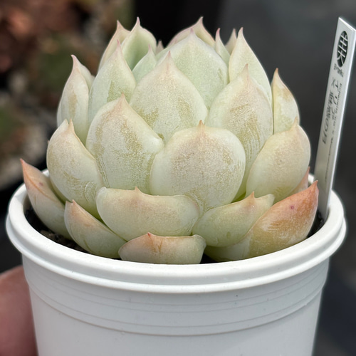 多肉植物　エケベリアセット　オリジナル交配　抜き苗 52、多肉植物 エケベリアセット オリジナル交配 エケベリア 抜き