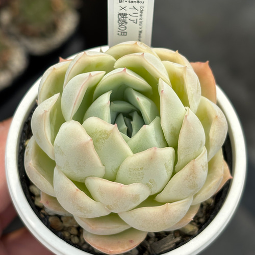 M､エケベリアセット 多肉植物 オリジナル交配 抜き苗 多肉植物