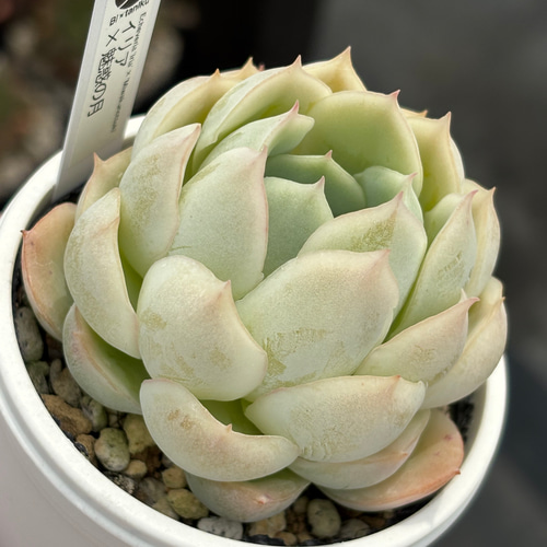 オリジナル交配苗！☆イリア×魅惑の月 多肉植物 エケベリア交配