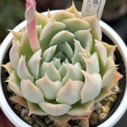 グラプトベリアピンクシフォンの基本情報・育て方｜多肉植物